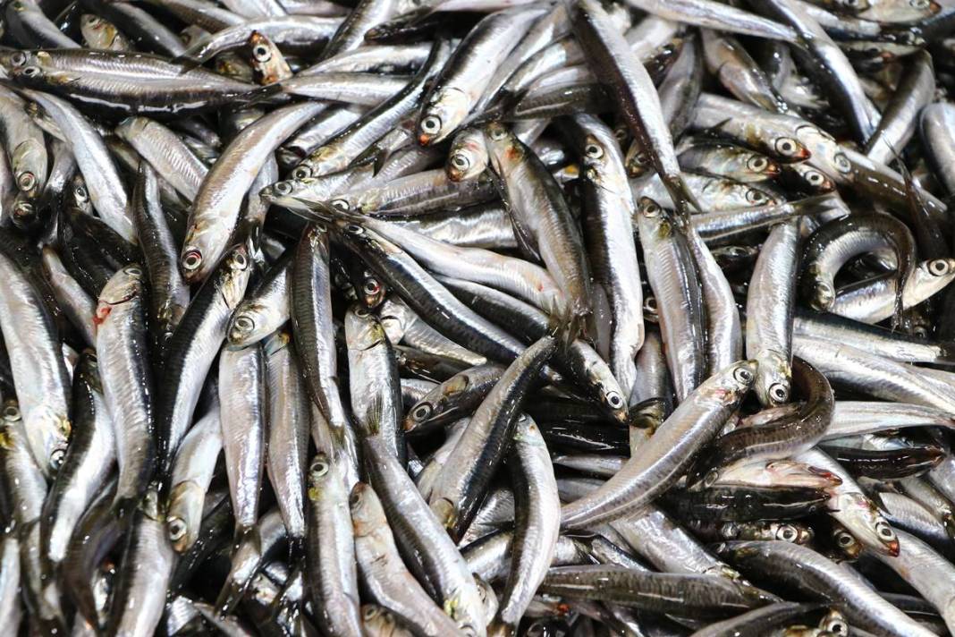 Tezgahların en ucuzu hamsi bile alev alev cep yakıyor! Bir günde yüzde 75 zamlandı, çarşıya giden vatandaş eli boş döndü 1